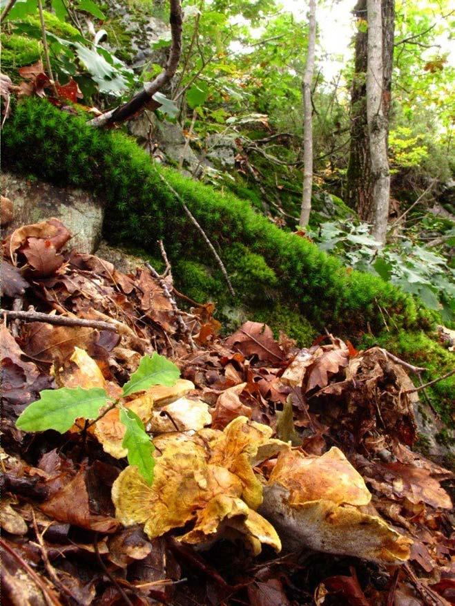 Områdene i Trøndelag har imidlertid noen få typiske regnskogsarter, hvorav praktdoggnål (på rogn) er den mest spesielle, men regnskogs-lavfloraen er på ingen måte godt utviklet i noen av områdene.