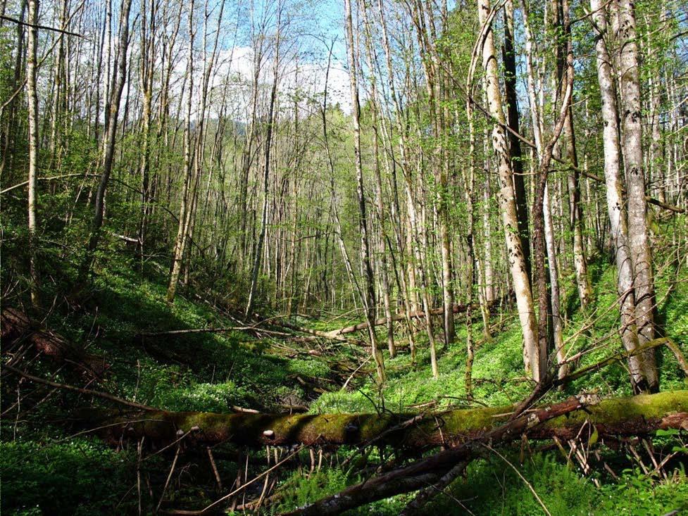 Rik alm-ask edelløvskog i ravine. Tronstad (BU Lier). Foto: Tom H. Hofton, BioFokus.
