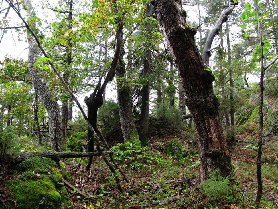 Gammel boreonemoral eikedominert skog, Osmundshei (TE Drangedal). Foto: Tom H. Hofton, BioFokus.
