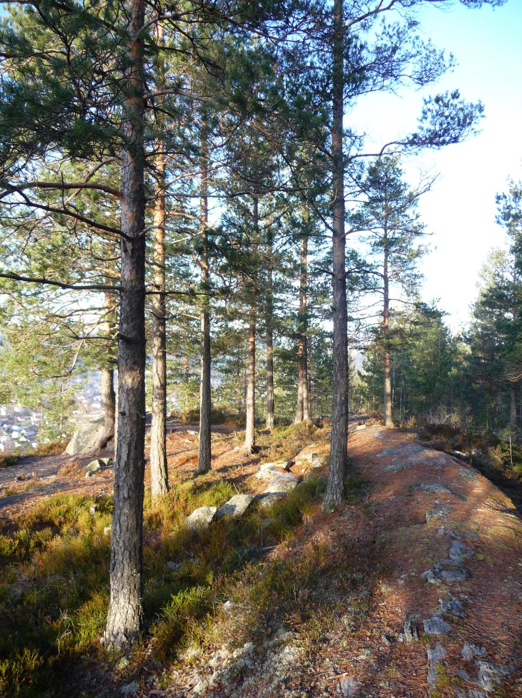 Fra toppen av åsen med furu, lyng og berg opp i dagen.