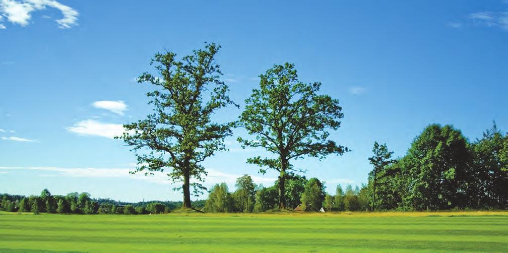 Dette er også et av banens nye hull, og de første årene bugnet de to eikekronene midt i fairway med et mylder av grener og tett løv. Med årene har det blitt mer glissent i eikekrona.