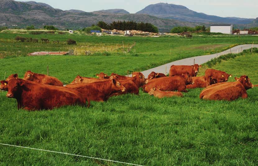 Kvigene og ungkyrne nyter livet på Sagli gård. Spesialproduksjon på Kalv Unik Aslaug Merket og Svein Jensrud har spesialisert seg på å produsere limousinkalver til varestrømmen Kalv Unik (KAU).