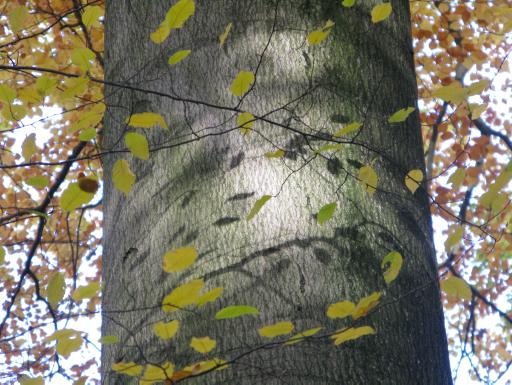 Bøkeskogen er et ungt innslag i vår natur, med svært liten utbredelse.