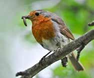 KJØTTMEIS RØDSTRUPE BOKFINK Innleiing: Ved å studere fuglar på eit fuglebrett eller rundt fuglemataren kan du bli kjent med