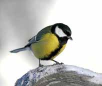 Og ikkje minst kan du hjelpe fuglar i nærmiljøet til å overleve gjennom vinteren. På www.fuglevennen.