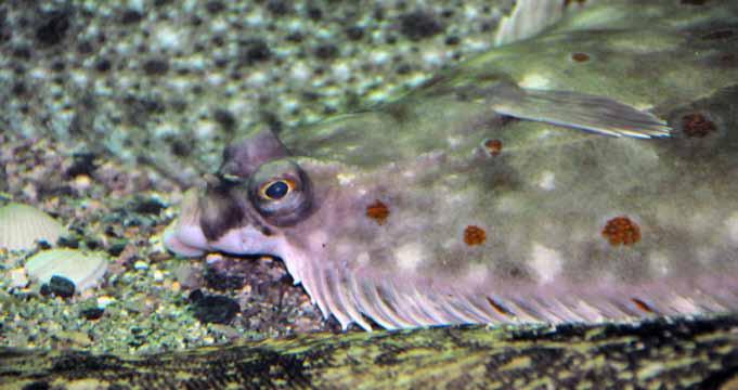 106 Risikovurdering norsk fiskeoppdrett 2012 9.1 Innledning Oppdrettsanlegg er lokalisert i områder hvor det naturlig finnes mange ville fiskearter.