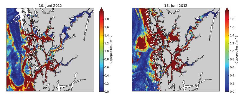 Risikovurdering norsk fiskeoppdrett 2012 37 Figur 4.5.8 Copepodittetthet (relative verdier) av lakselus for 10. juni 2012 (venstre) og 18.