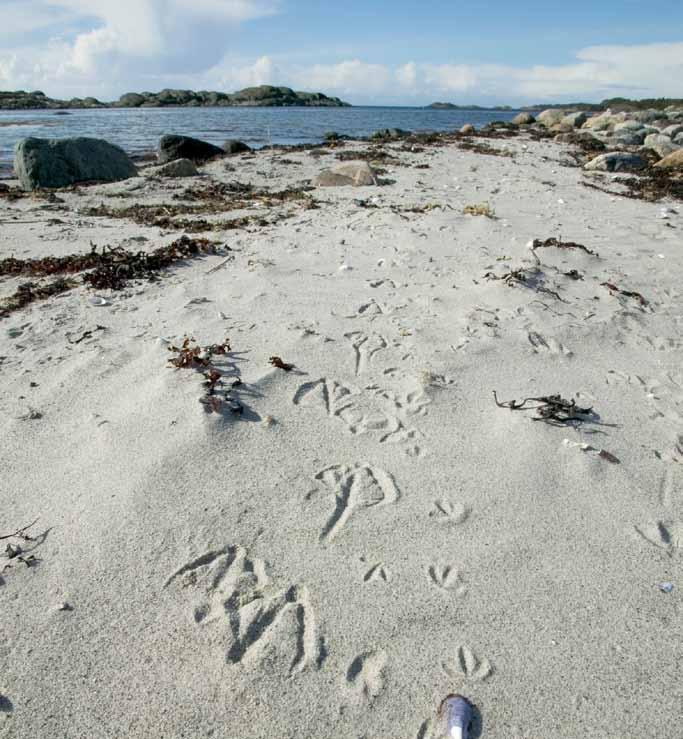 96 Risikovurdering norsk fiskeoppdrett 2012 7.6 Vurdering av dagens tilstand og sannsynlighet for lokal og regional påvirkning Foto: Øystein Paulsen 7.6.1 Lokal påvirkning i strandsone og grunne områder Lokale effekter i strandsoner og grunne områder kan påvises nær matfiskanlegg.