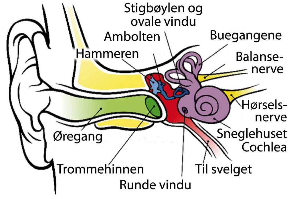 2.6 Eksempel: Hørsel * Til slutt i dette kapitlet vil vi si litt om vår hørsel og mekanismene som ligger bak.