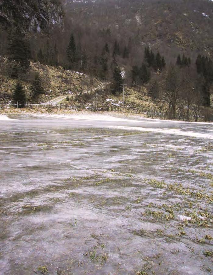 Landbruk Nordvest Ringreven 1/2013 med varig snødekke vart det lokalt store angrep av snømugg, spesielt ille i raigrasbasert eng.