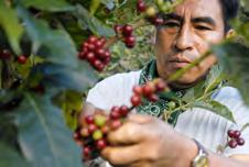 PRODUSENTLANDENE 2013 Nicaragua Etiopia Thailand Kaffebøndene ved UCASUMAN ble av de første mottakere av et langsiktig lån fra Fairtrade-fondet.