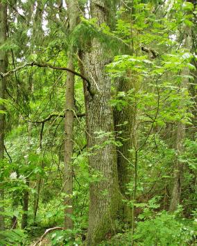 Skog Skog omfatter alle områder hvor trær er dominerende. Noen typer av trebevokste arealer er imidlertid oppført under andre kulturlandskap.