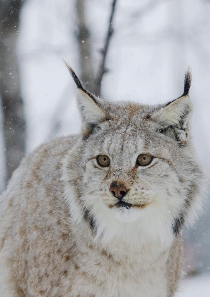 Familie: kattefamilien (Felidae) Bestand i Norge: ca.