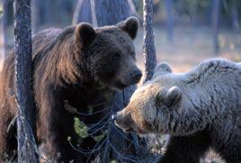 Bjørn Ursus arctos Leveområder og vandring Brunbjørn finnes over store deler av Nord-Amerika, Europa og Nord-Asia.