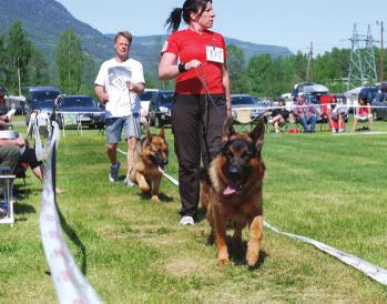 : Ingemann og Anita Auestad og Knut Arild Ljåstad. Åpen klasse hanhund (4 E, 1 V = tils. 5) 1) Excellent nr 1 CK, rescert, 3BHK Owinn s Wasco Brukshundklasse hanhund (9 E, 1 V, 5 IM = tils.