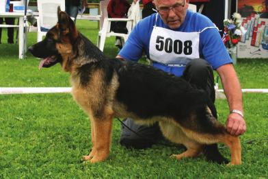 ML 4 Beibar s Odess (Sch H I NUCH Uno av Zynken Pasofino s Nikki) eier: Magne Henne, Skien. (Sch H III Remo v. Fichtenschlag Sch H I Rewyrs Tigra) eier: Anne Nilsen, Meldal.