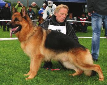 3 EXC CK Sch H I SL 3 Yxo av Waltzygården (Kai v. Gründel Tutta) eier: Jan Roald Fenne, Tynset Juniorklasse tisper (5 EXC, 3 CK, 2 i.m.