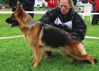 x Werona (Sch H III Shicco v.d. Freiheit Westerholt BH Cindex Natacha) eier: Hanne Nordgård Lilleberg, Hovin. 4 EXC Jolizi s Rizzanna (Sch H II Quinto v. Farbenspiel BH Dorkas v.