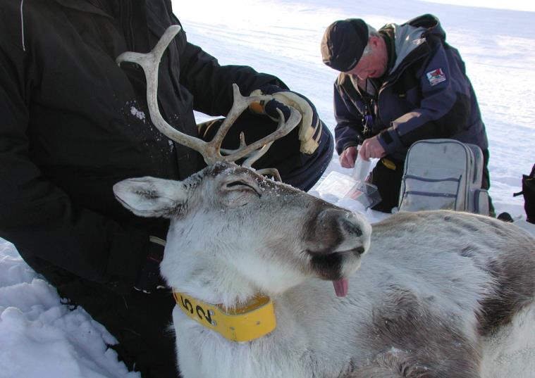 Snøhetta; Oppstart 2008- avsluttet i 2012 Rondane; Oppstart i 2008-2009,