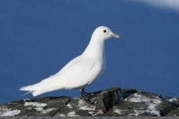 Ismåke Ismåke (Pagophila eburnea) er en høyarktisk art som er tilknyttet havisen hele året. Den er en middels stor måkefugl med hvit fjærdrakt, svarte ben og gult nebb.