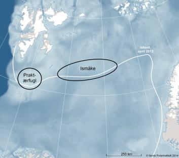 Figur C - 24 Vandringsmønster (juli desember) for populasjoner fra Grønland (rød), Svalbard (grønn) og Russland/Franz