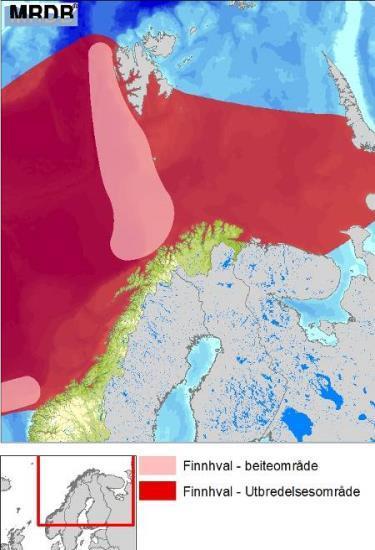 Spekkhoggere finnes langs hele norskekysten og i Barentshavet med kjerneområder utenfor Mørekysten, Lofoten og Finnmarkskysten. Spekkhoggerne vandrer i flokker bestående av 4-100 dyr.