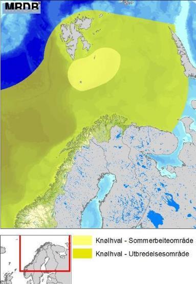 Figur C - 41 Utbredelse av knølhval og spekkhogger langs Norskekysten (DN & HI, 2007).