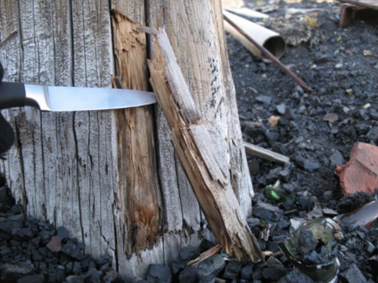 Det er ikke noen fare for biologisk nedbrytning av treverket som står i permafrost. Skadene skjer i tinesonen og noe opp i friluft, med de kraftigste skadene i området fra ca.