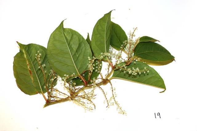 a) Purpurspirea (Spiraea x rosalba) Busk 1 - ½ m høy, består av enkeltskudd som danner tette bestand. Blomstene er rosa/lilla i tettsittende i topp. Blomstrer juli august.