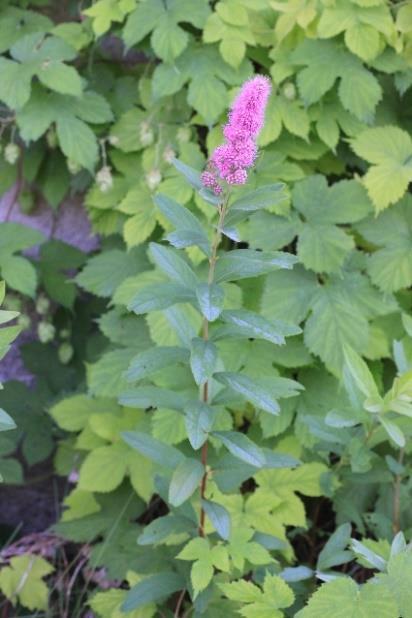 b) Parkslirekne (Fallopia japonica) Storvokst staude som blir opp til 2 m høy. Bladene er 10 cm lange og breie, tverr ved basis. De bambus-liknende stenglene blir stående igjen om vinteren.