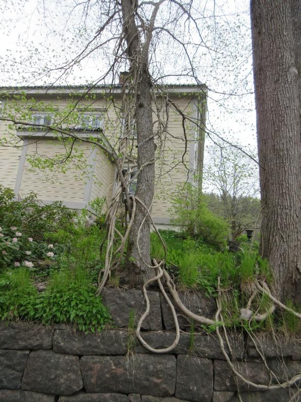 Det sto to busker nede ved porten, i plenen én på hver side. Disse ble flyttet til lenger opp i hagen på vestsida. Den ene er en hvitblomstrende leddved-busk (Lonicera), ca. 1,5 m høy.