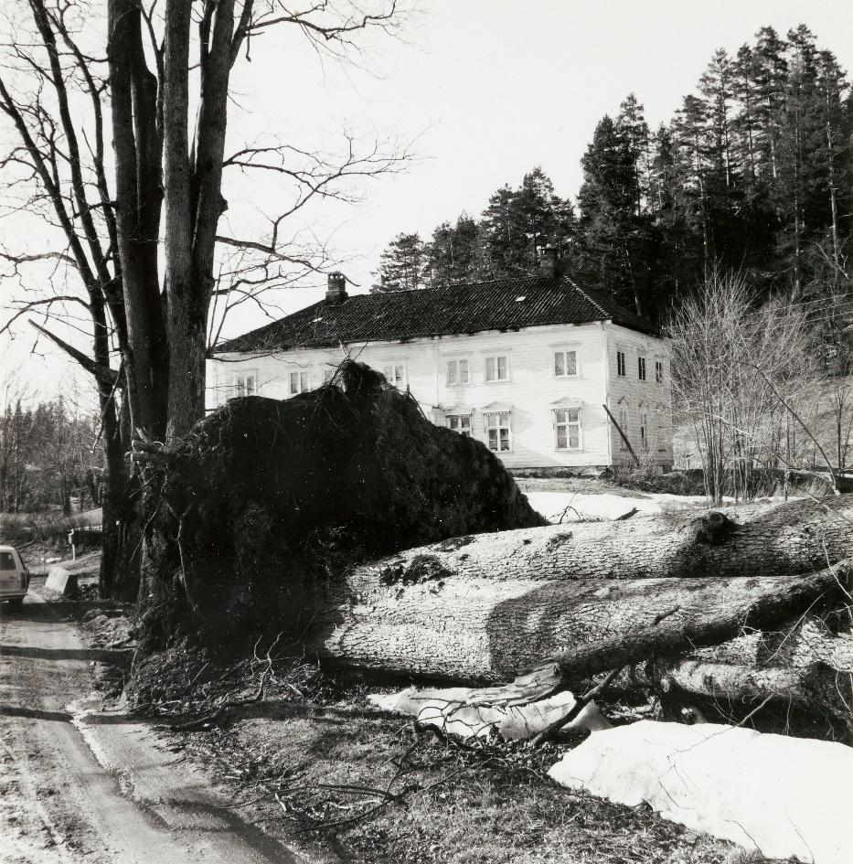 Skjøtsel Et stort almetre som sto på nordsida (østsida) av alléen falt i en kraftig høststorm 1969. Det ble liggende langs veien, og hadde fortsatt kontakt med rota.