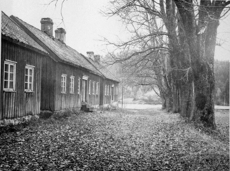 Trerekke langs Gata (AID 86950-26) De eldste trærne som fortsatt står, 10 stk, antas å være fra samme tid som husene i Gata ble bygd, tidlig 1840-tallet.