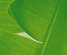 2.17 bilde av grønt blad Bilde av bananbladet utgjør et hovedelement i BAMAs visuelle profil.