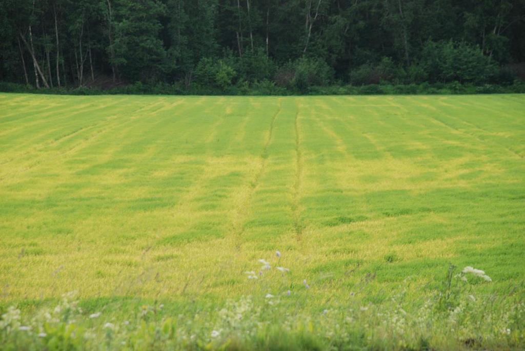 Pakka jord gir bl.a misvekst og redusert avling Minst mulig jord skal være kjørt over I snitt kjøres all jord over minst en gang. Mer ved gras og potet/grønnsaker Allerede etter 2.