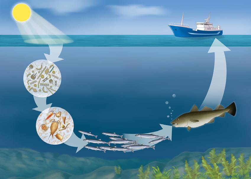 Biologisk produksjon i havet 1 2 3 4 Biomasseproduksjon i havet I dette kapitelet vil vi i hovedsak ta for oss de marine organismer som utnyttes eller er viktige i produksjonen av mat: Alger,