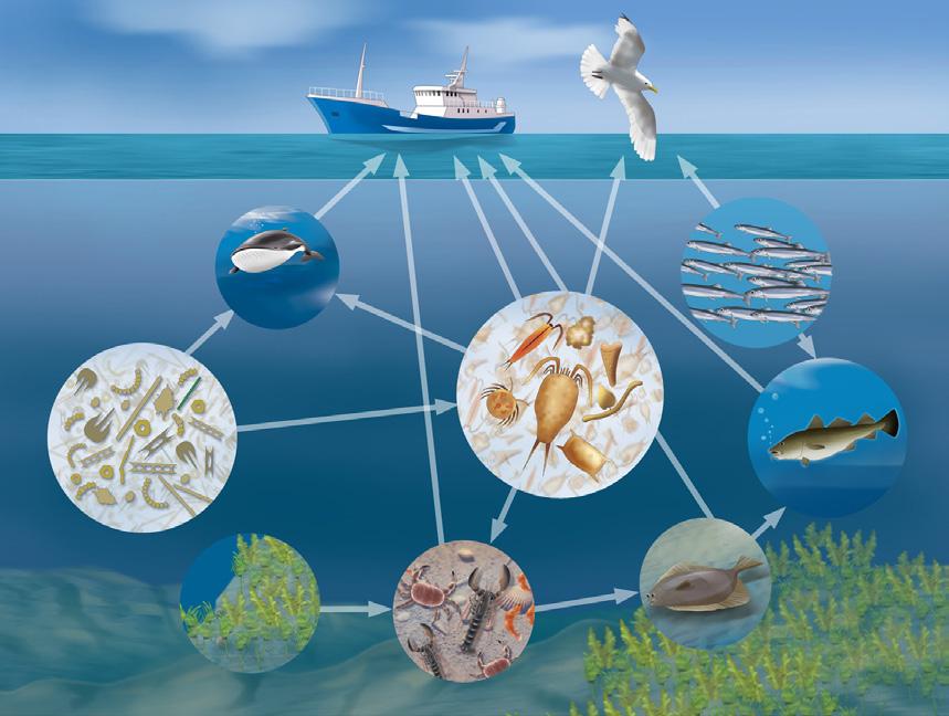 Dyreplankton eller zooplankton er en samlebetegnelse på mange ulike virvelløse dyr som stort sett finnes i de frie vannmassene.