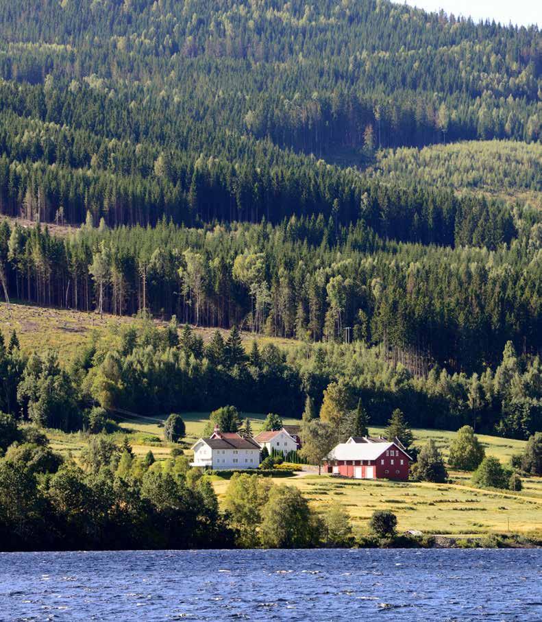 Skogkurs veileder