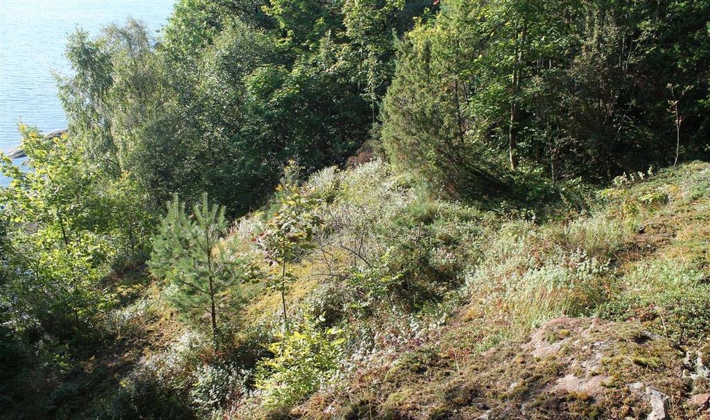 spisslønn, er i spredning inn i lokaliteten. Artsrike tørrbakker som dette er ofte assosiert med et rikt insektliv. Det er derfor et visst potensial for sjeldne insektarter på lokaliteten.