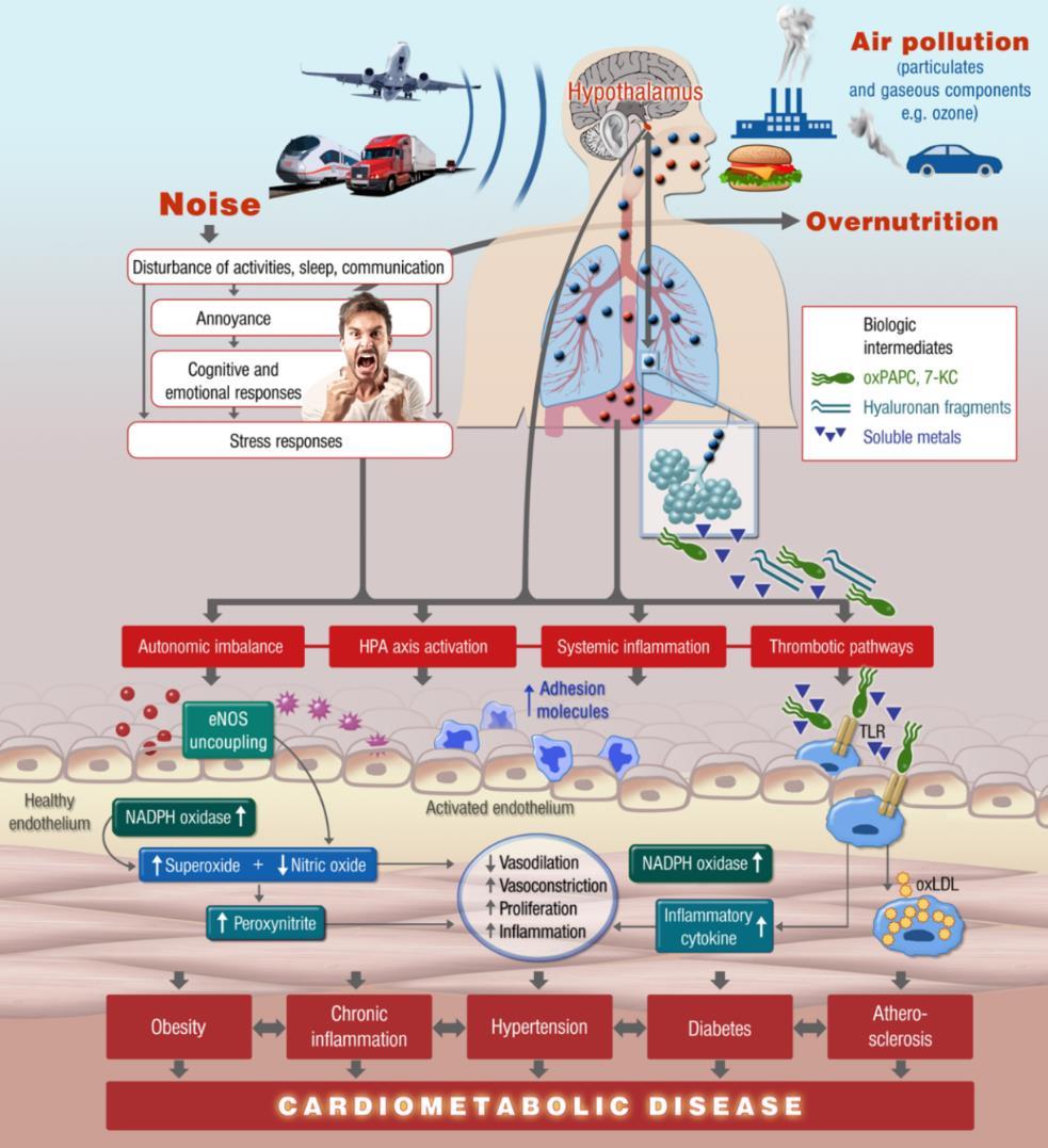 Luftforurensning og støy Mulige «felles» helsevirkninger Hjerte-karsykdom Forhøyet blodtrykk, aterosklerose, hjerteinfarkt, slag Kardiometabolske helseutfall Fedme, diabetes Virkninger på