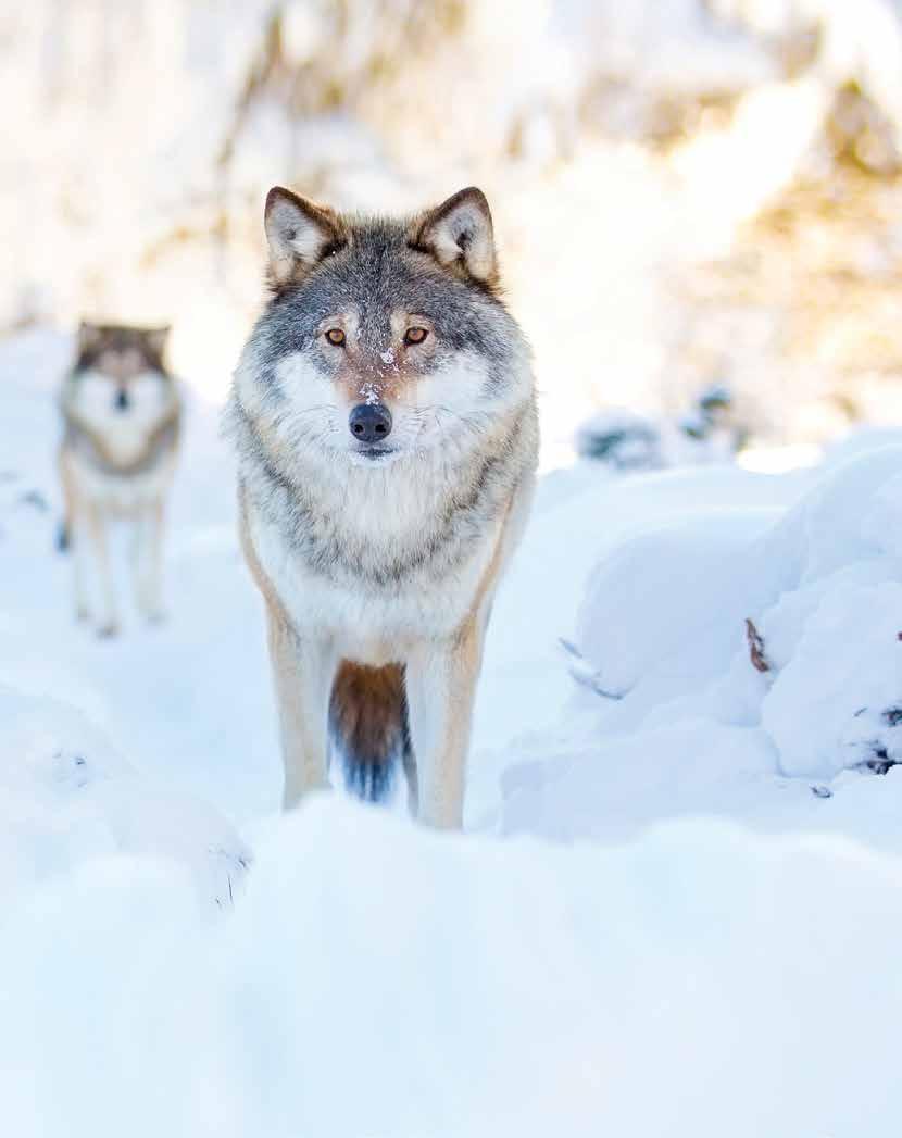 Ulvn ha blitt jakta på i åvis og i dag n kitisk tut dyat i Nog. KILDE: Natuvnfobundt, WWF I Nog bli ulvbstandn nøy ovvåkt slik at dt ikk bli fo mang ll fo få ulv.