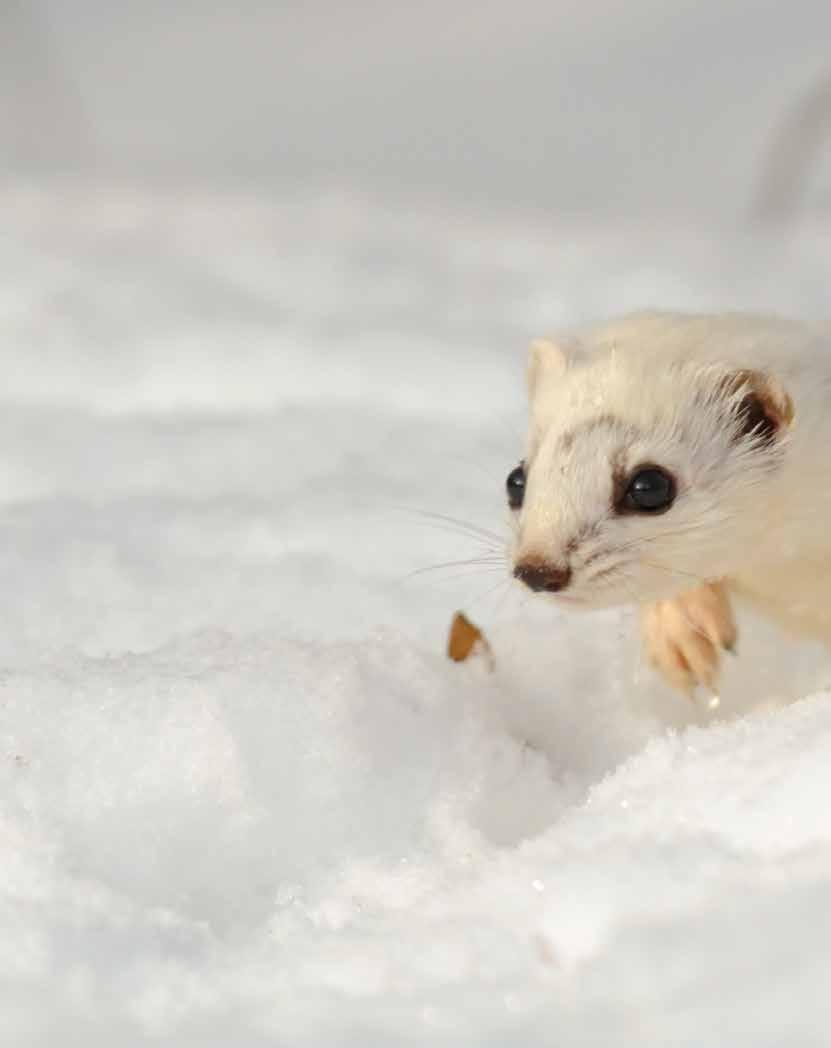 VERDENS MINSTE ROVDYR! Hils på snømusa! Dn s søt og uskyldig ut, mn faktisk n å jg som ikk la sg pll på nsa. Snømusa vdns minst ovdy! KILDE: wwf.