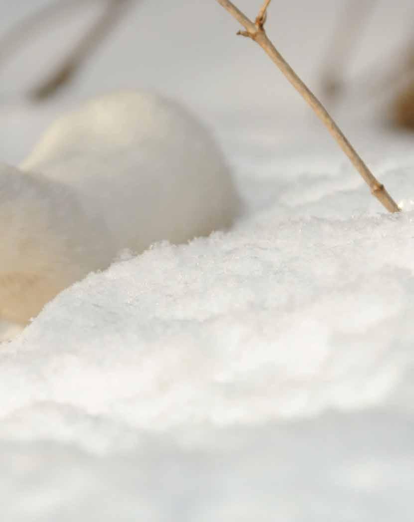 FAKTA OM SNØMUS Snømusa n spsialist i å jakt mus! Snømus lag bol i natulig hulom, fo ksmpl inn i n u, und t golv ll i n gamml musgang.