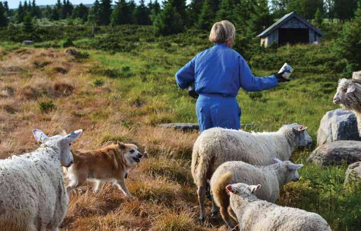 Slv om dtt natuligvis båd vondt og vansklig fo bondn, dt viktig å husk at dt finns and løsning nn å jakt på ovdya. Fo husk at ovdy ikk dn nst åsakn til tap av dy.