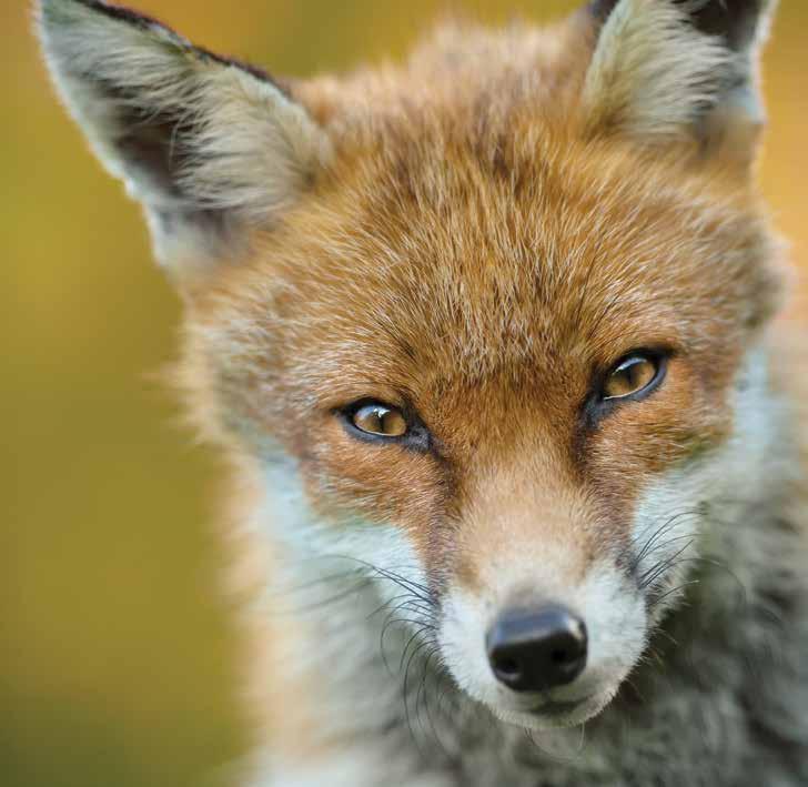 Ulv og jv bida til å hold ødvbstandn i balans. FOTO: gidiius, Fotolia og dvggåsa, fo ødvn jakt på diss.