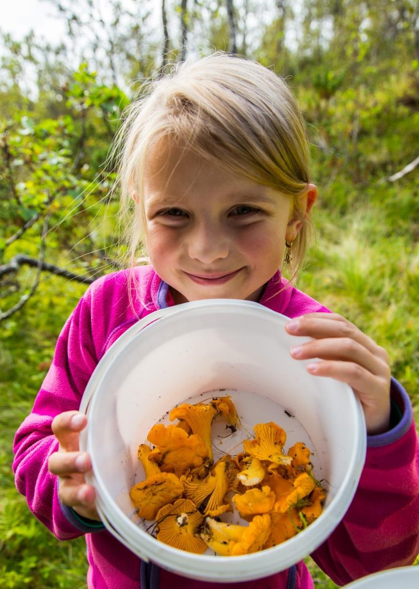 5.2 Et mangfold aktiviteter De frivillige organisasjonene tilbyr et bredt spekter av friluftslivsaktiviteter i Troms. Kommuner og friluftsrådene har også mange ulike tilbud.