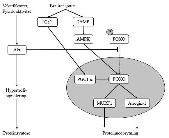 Figur 2.3. Oversikt over signalveier som muligens kan regulere ekspresjon av MURF1 og atrogin-1 ved trening. Prikket linje indikerer translokasjon av FOXO til kjernen. (P) indikerer fosforylering.