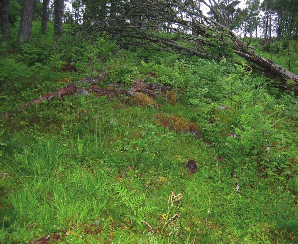 Gravrøys på det store gravfeltet på Refsnes. Gravrøysa har i mange år vært usynlig for de fleste. På bildet til høyre er gravrøysa ferdig avdekket.