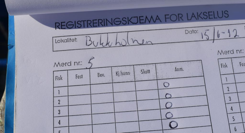 Fra 2013 skal tellingen skje hver uke hele året ved vanntemperatur på over 4 C.