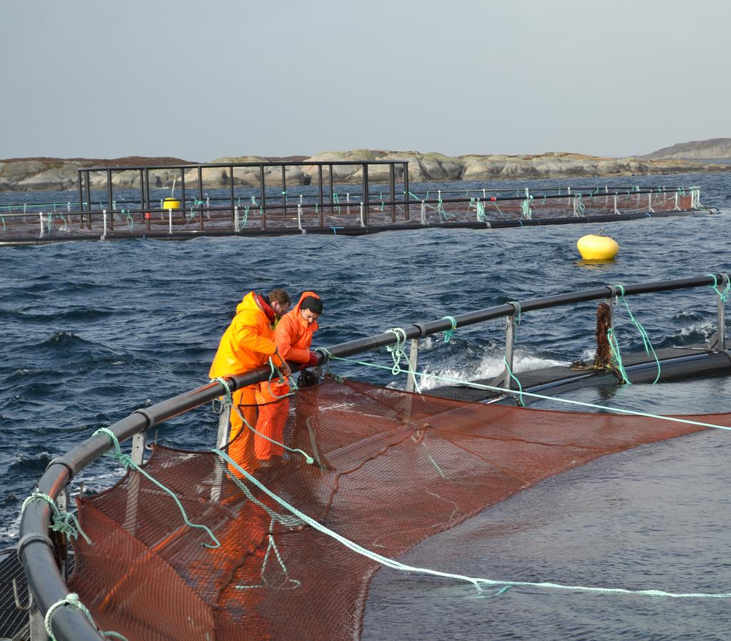 Alternative råvarer Ettersom produksjonen av fiskemel og fiskeolje ikke har mulighet for videre utvidelse, ser BioMar hele tiden etter alternative råvarer til sin fôrproduksjon.